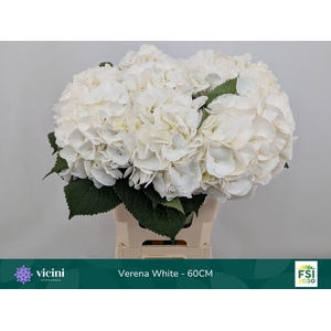 HYDRANGEA  'WHITE VERENA'