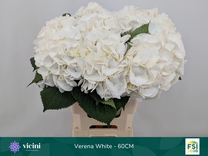 <h4>HYDRANGEA  'WHITE VERENA'</h4>