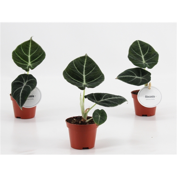 <h4>Alocasia Black Velvet</h4>