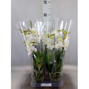 Phalaenopsis multi.   ...white