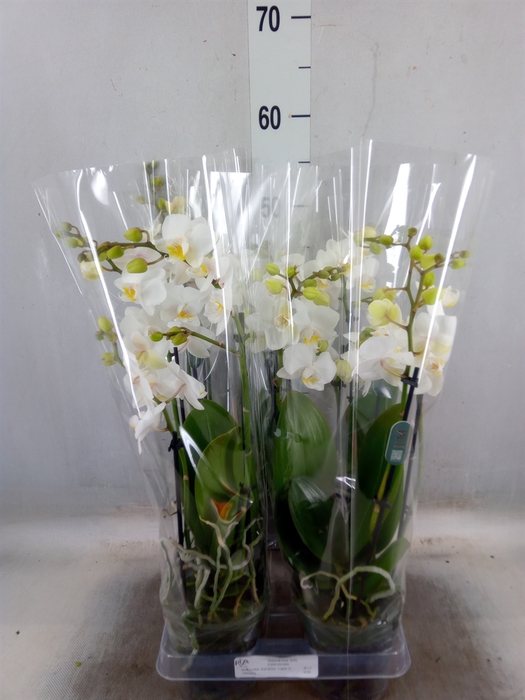 <h4>Phalaenopsis multi.   ...white</h4>