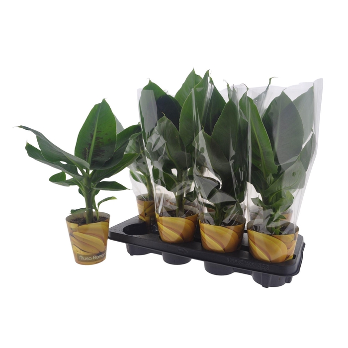 <h4>MUSA TROPICANA</h4>