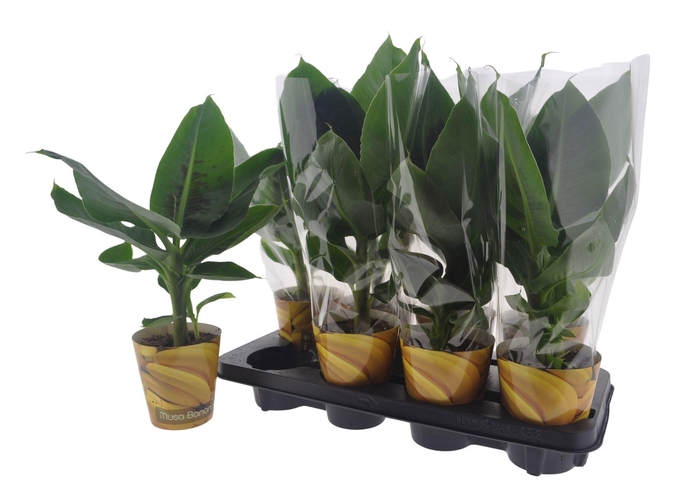<h4>MUSA TROPICANA</h4>