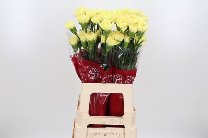 <h4>Di St Hermes Yellow</h4>