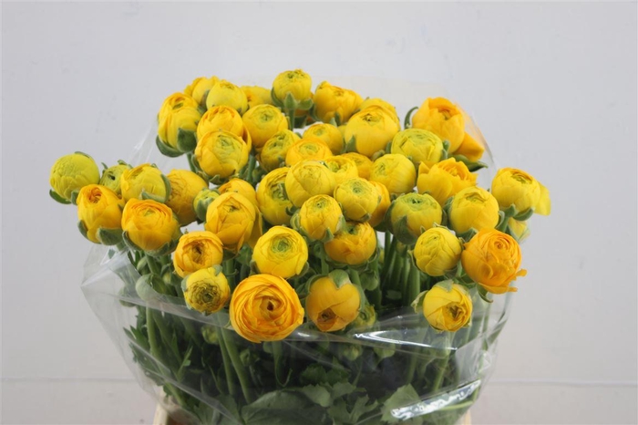 <h4>Ran Azur Yellow</h4>