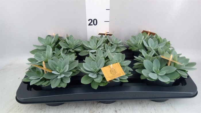 Senecio cephal. 'Mountain Fire'