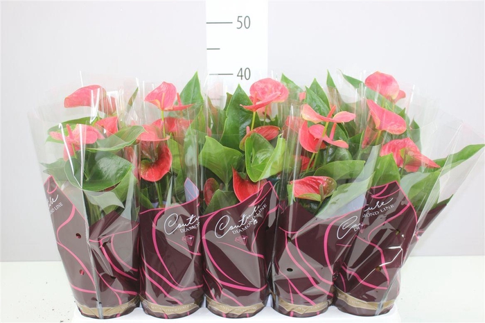 <h4>Anth An Roze</h4>