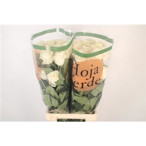 R Gr Ec Playa Blanca