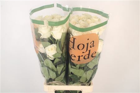 <h4>R Gr Ec Playa Blanca</h4>