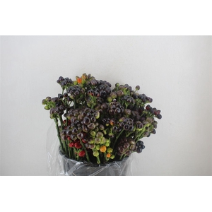 Pepers Round Black P Bunch