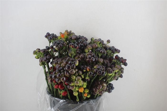<h4>Pepers Round Black P Bunch</h4>