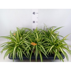 Chlorophytum com. 'Variegatum'