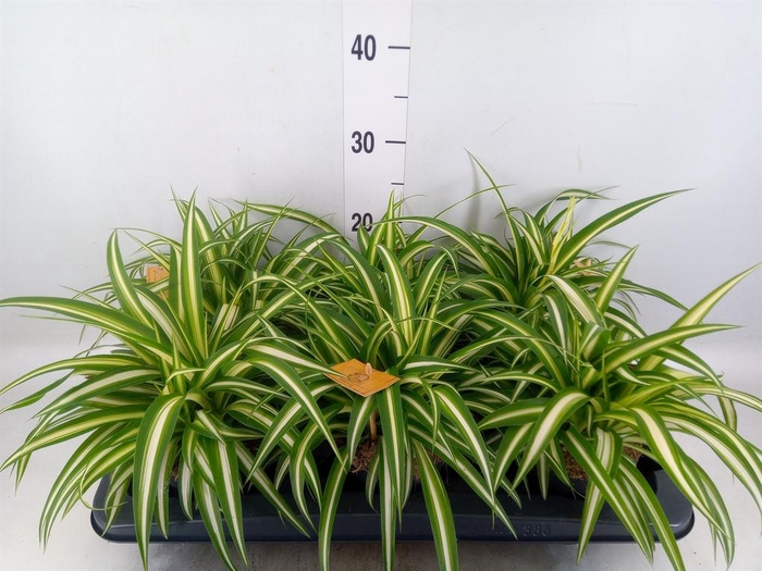 <h4>Chlorophytum com. 'Variegatum'</h4>