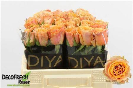 <h4>R Gr Carpe Diem</h4>