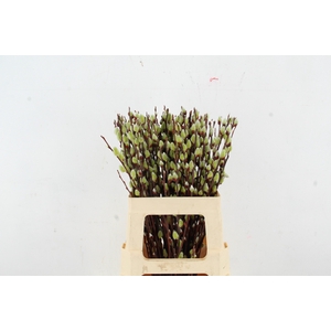 SALIX WILGENKATJES GREEN PER STEM 60CM