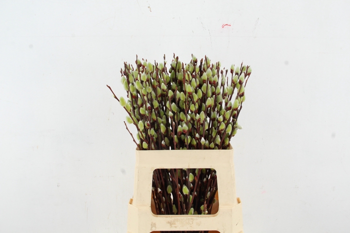 <h4>SALIX WILGENKATJES GREEN PER STEM 60CM</h4>