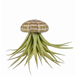 ARR TILLANDSIA