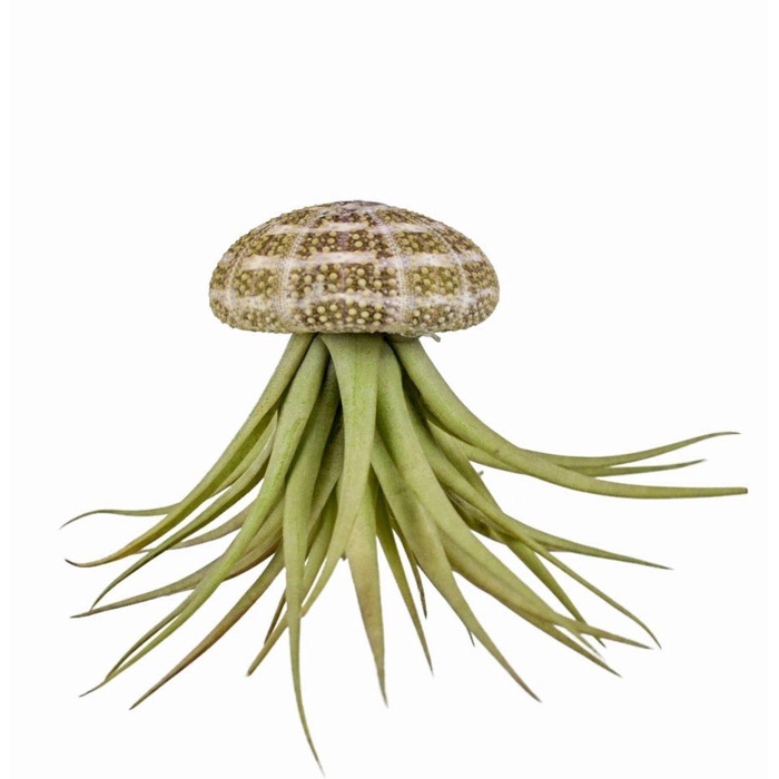 <h4>ARR TILLANDSIA</h4>