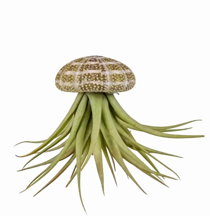 <h4>Tillandsia schelp large</h4>