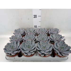 Echeveria  'Orion'