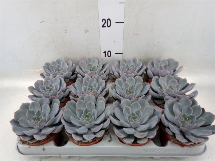 <h4>Echeveria  'Orion'</h4>