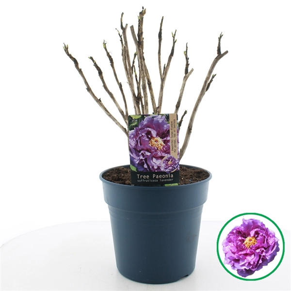 <h4>Paeonia suffruticosa Lavender C12 (32cm.)</h4>