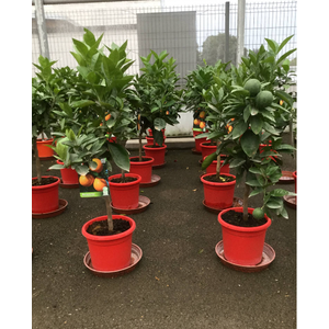Citrus hystrix