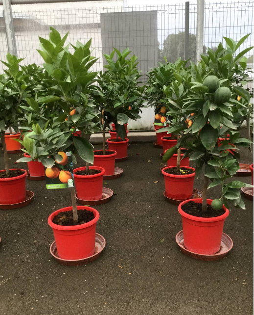 <h4>Citrus hystrix</h4>