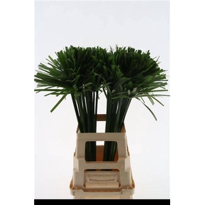 DECOGROEN GROOT BLAD