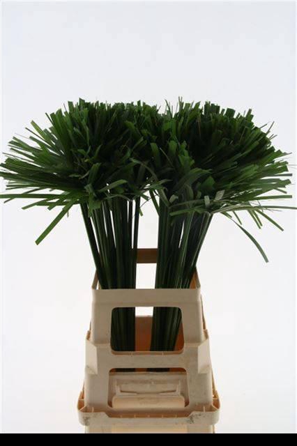 <h4>DECOGROEN GROOT BLAD</h4>