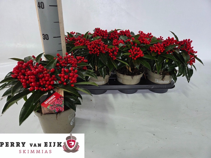 <h4>SKIM J REEVESIANA</h4>