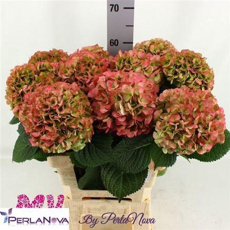 <h4>Hydr M My Vienna Cl</h4>