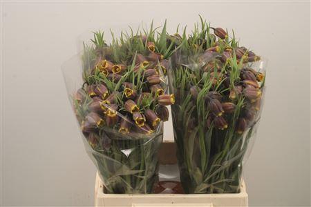 <h4>Frit Uva-vulpis</h4>