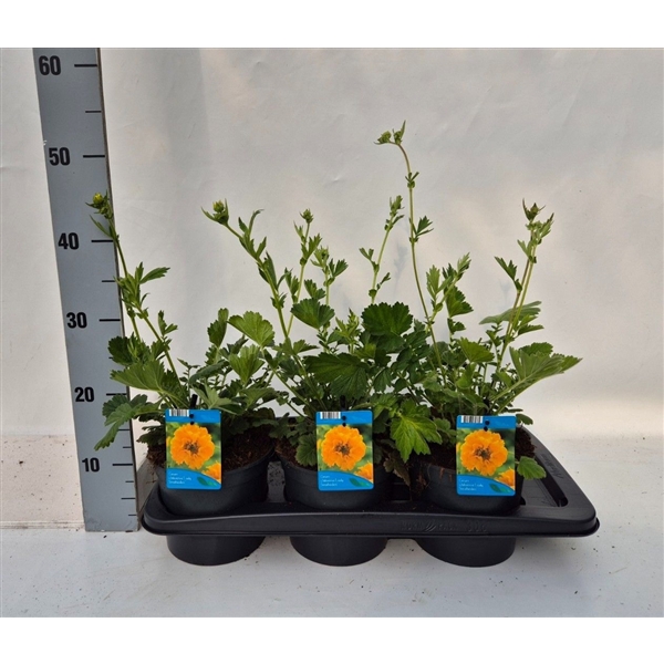 <h4>Geum Lady Stratheden</h4>