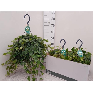 Hedera helix Wonder 23Ø 50cm
