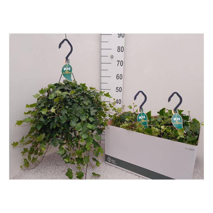 <h4>Hedera helix Wonder 23Ø 50cm</h4>