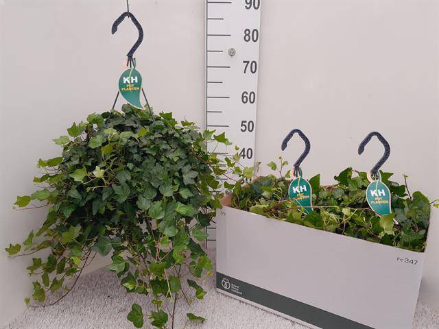 Hedera helix Wonder 23Ø 50cm