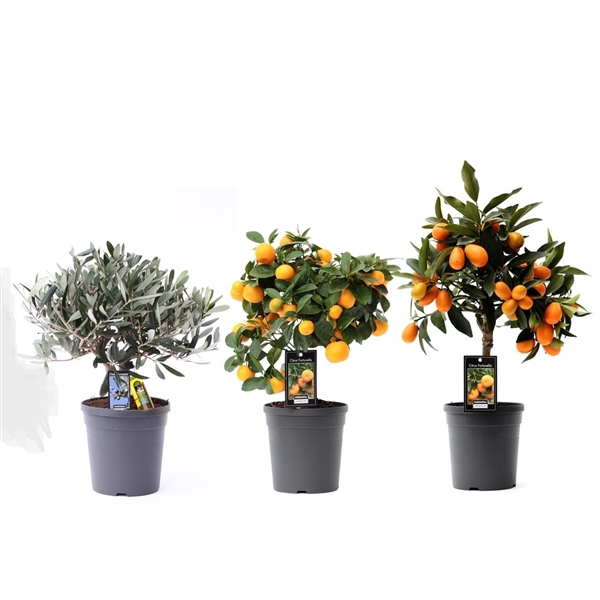 <h4>Citrus Mediterrane Mix 4</h4>