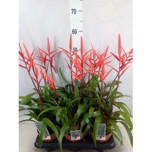 Vriesea  'Elan'