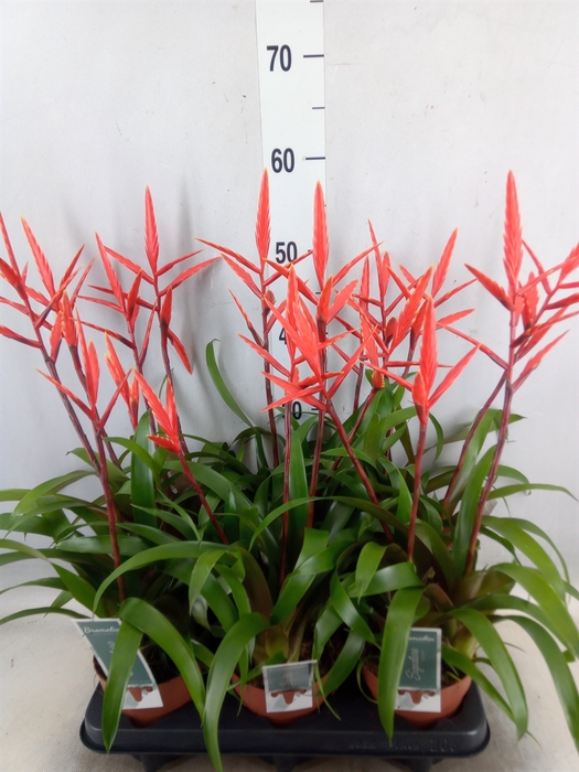 <h4>Vriesea  'Elan'</h4>