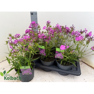 PHLOX PANICUL GRP OV