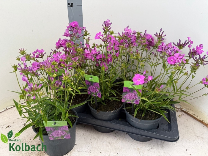 <h4>PHLOX PANICUL GRP OV</h4>