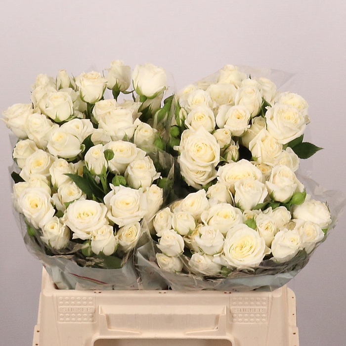 <h4>R TR SNOW BUBBLES</h4>