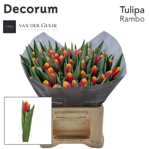 Tulipa si rambo