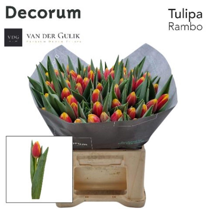 <h4>Tulipa si rambo</h4>