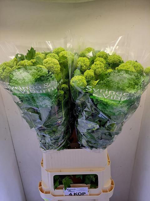 <h4>VIBURNUM ROSEUM ST</h4>