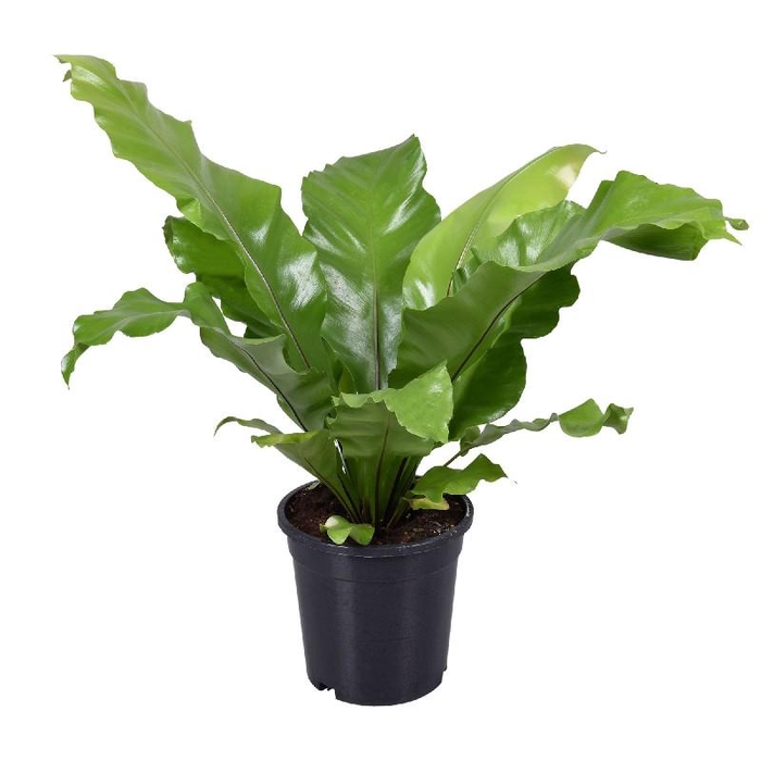 Asplenium Nidus