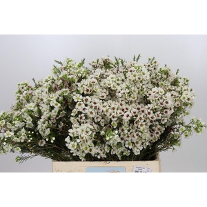 Chamelaucium Janelle