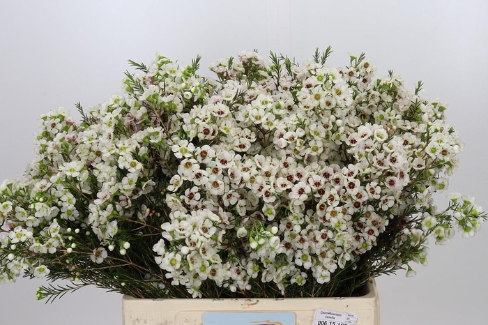 <h4>Chamelaucium Janelle</h4>