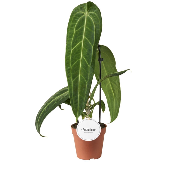 <h4>Anthurium Warocqueanum</h4>